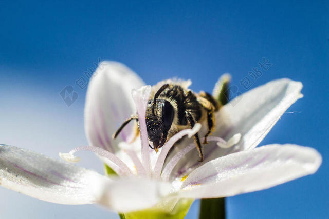 蓝白生物和谐蓝天下正在白花上采蜜的蜜蜂生物植物动物和谐背景图片