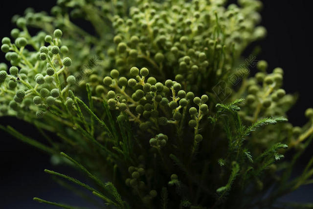 绿色植物清新一大束的绿植植物装饰背景图片他