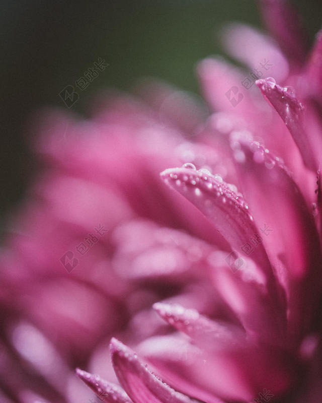 红色的花瓣和露水背景图片