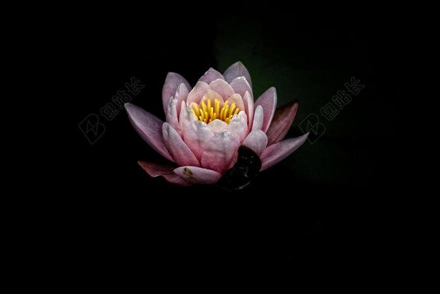 粉黑植物娇嫩黑色背景下的睡莲意境植物鲜花背景图片