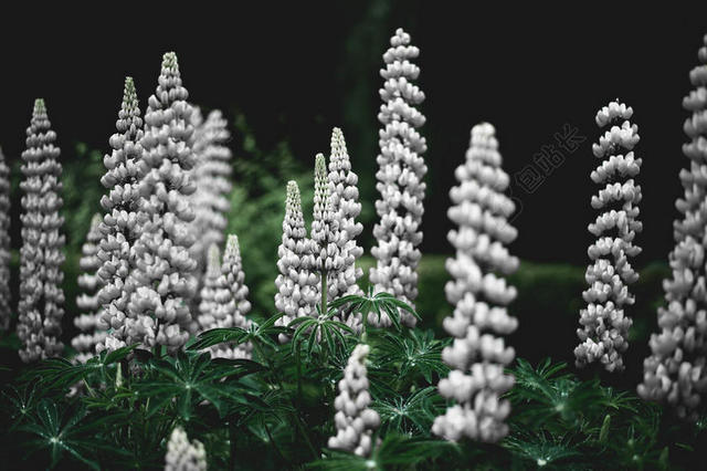白色植物特写白色的花柱背景图片