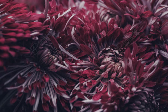 绽放的红色菊花背景图片