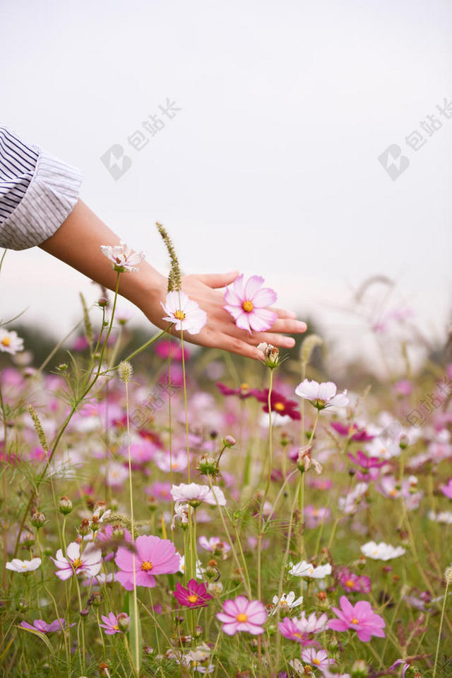 人自然抚摸鲜花的少女背景图片