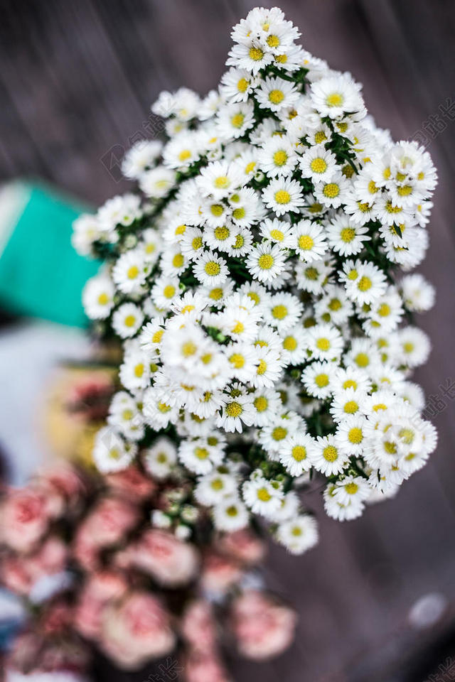 摄影自然小菊花背景图片