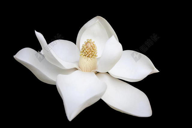 白色广告自然唯美花朵背景图片