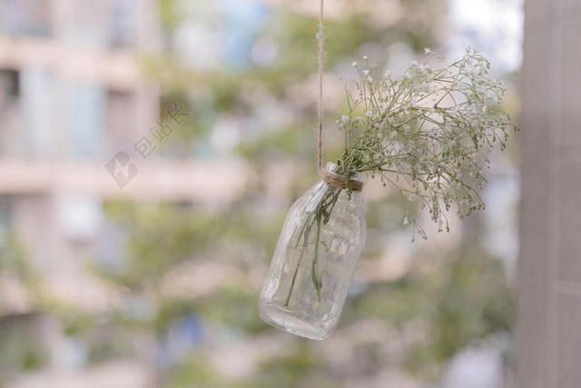 花 玫瑰 美丽 花朵