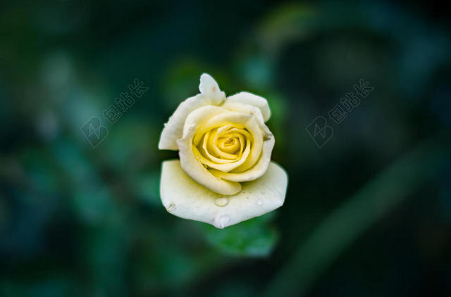 黄白植物娇嫩沾着水珠的玫瑰花玫瑰鲜花植物背景图片