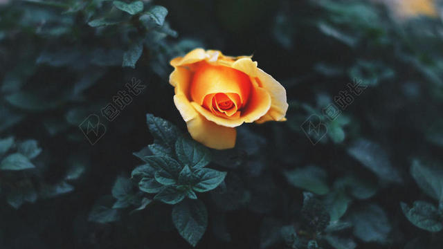 黄绿植物鲜明绿叶间的黄色玫瑰玫瑰鲜花植物背景图片