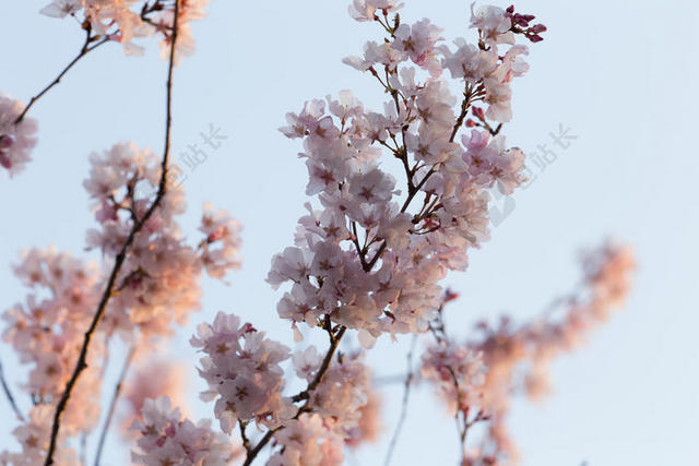 摄影自然美丽的花背景图片