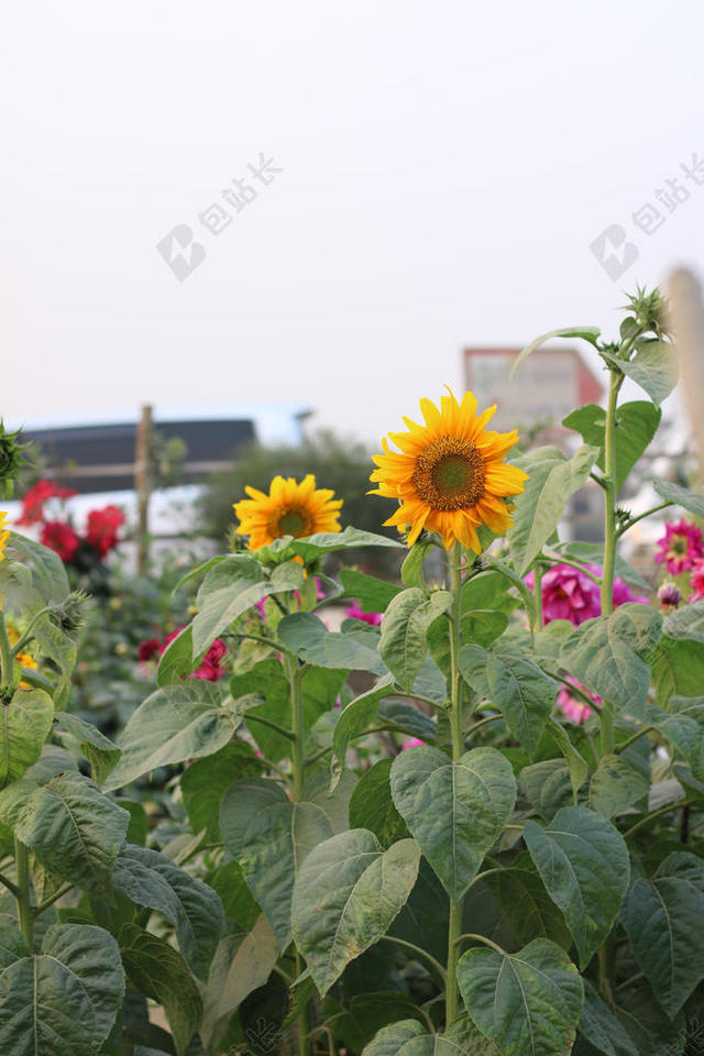 园艺自然园林里的菊花背景图片