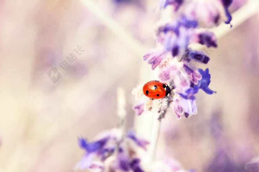 紫红植物小巧昆虫正趴在鲜花上植物鲜花和谐背景图片