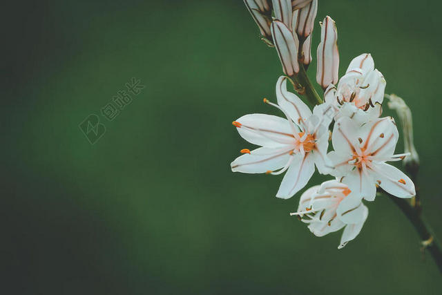 白绿植物清新枝头上的小白花植物鲜花背景图片