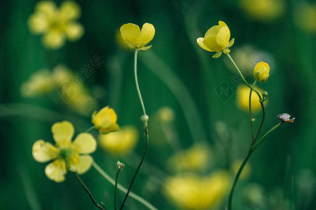 自然唯美美丽的花朵背景图片