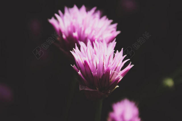 粉色的花朵背景图片