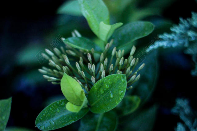 绿色植物生机枝头沾满水珠绿叶绿色植物背景图片
