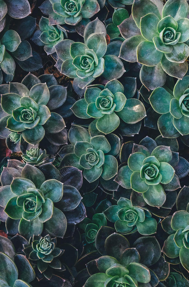 绿色植物美丽盛开的宝石花多肉植物背景图片