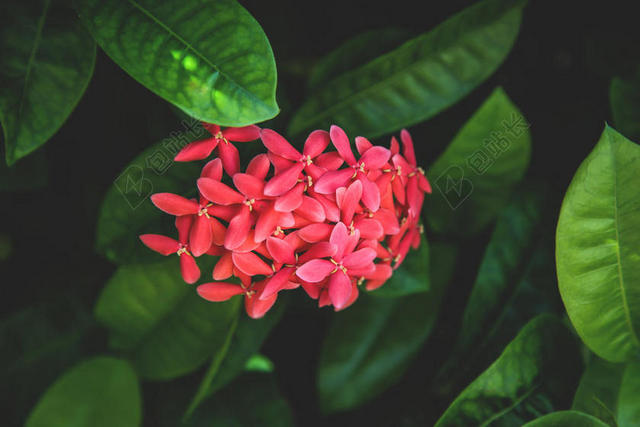 绿色野生植物静态花朵背景图片