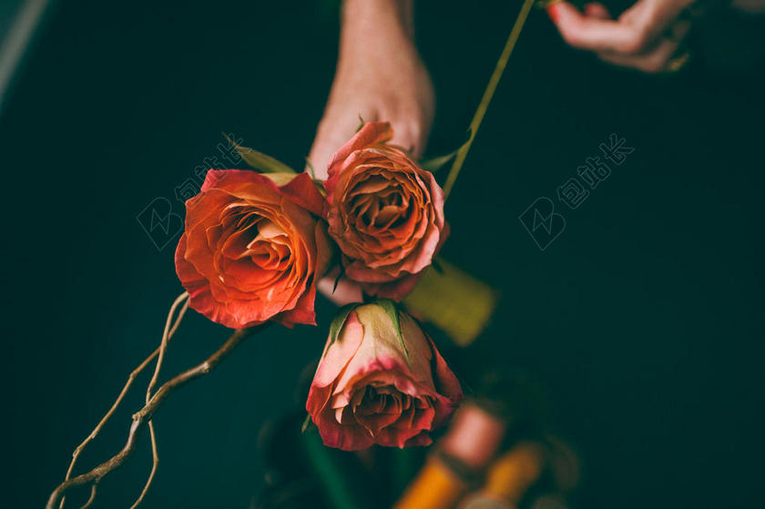 红色植物美丽手上拿着三株玫瑰鲜花植物背景图片