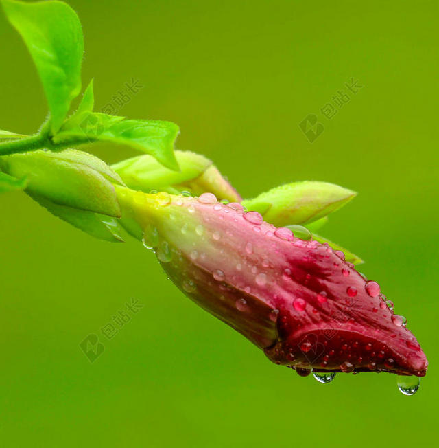 粉绿植物娇艳沾满水珠的绿色枝头上粉色花骨朵鲜花植物背景图片