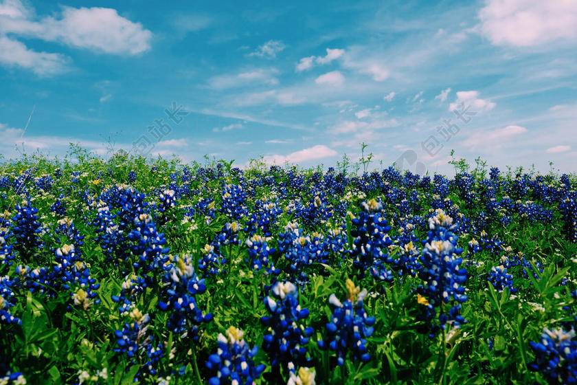 草地上蓝色的兰花背景图片