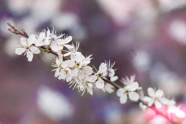 枝头白色的梨花背景图片