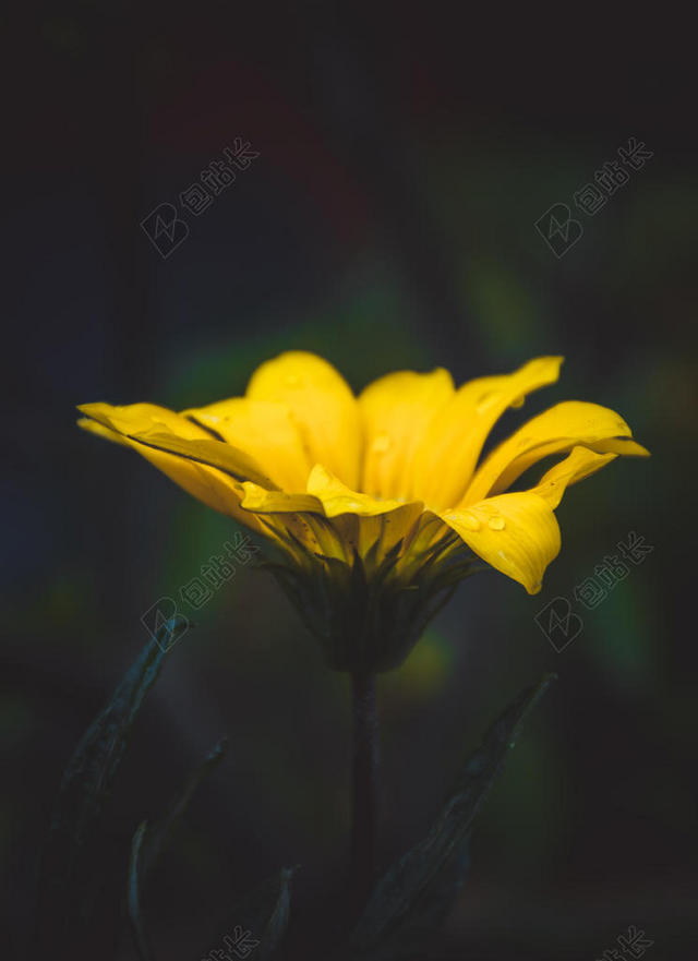 绽放的美丽黄色菊花背景图片