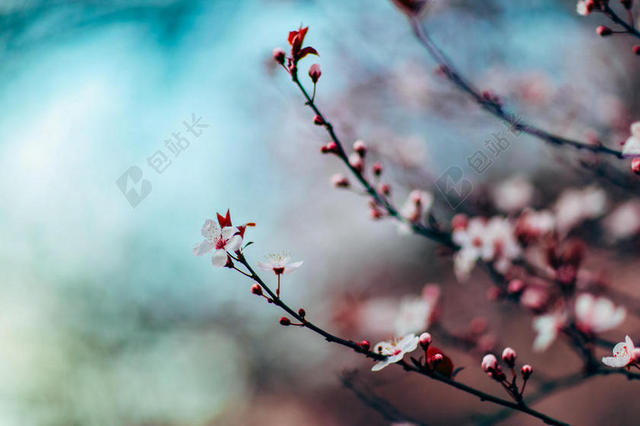 春天枝头粉色的小花背景图片