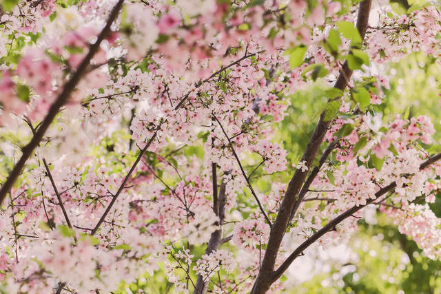 春天枝头粉色的花团背景图片
