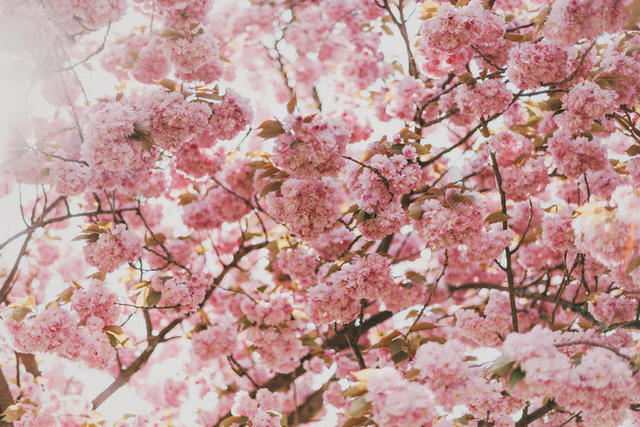 枝头粉色的樱花背景图片