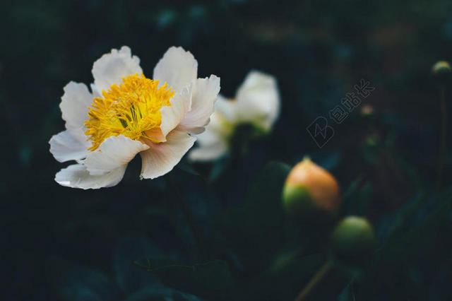 广告自然盛开的户外菊花背景图片