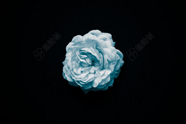 绽放的蓝色绣球花背景图片