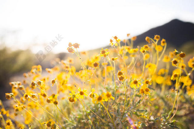 黄色植物自然黄色的野生小花背景图片