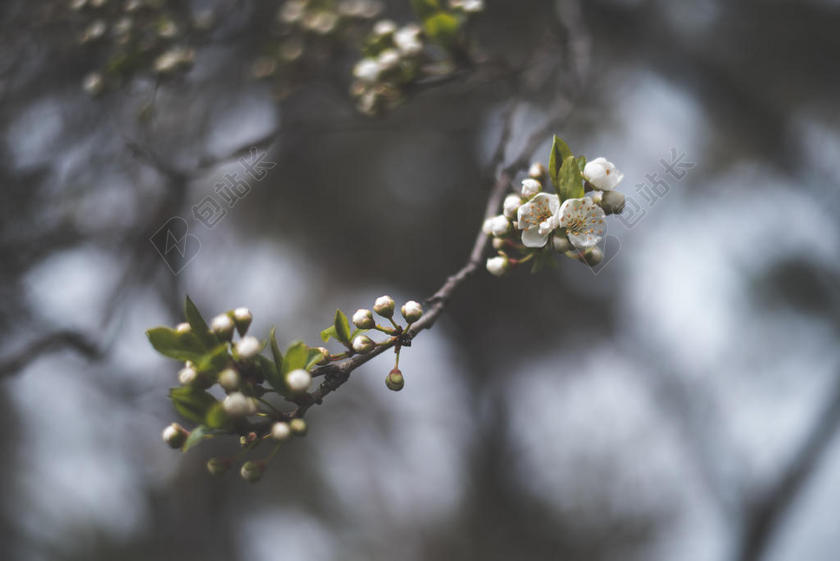 白绿植物清新开在枝头上的小白花植物鲜花背景图片