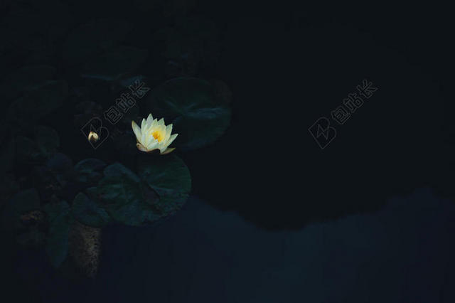 池塘里洁白的睡莲背景图片