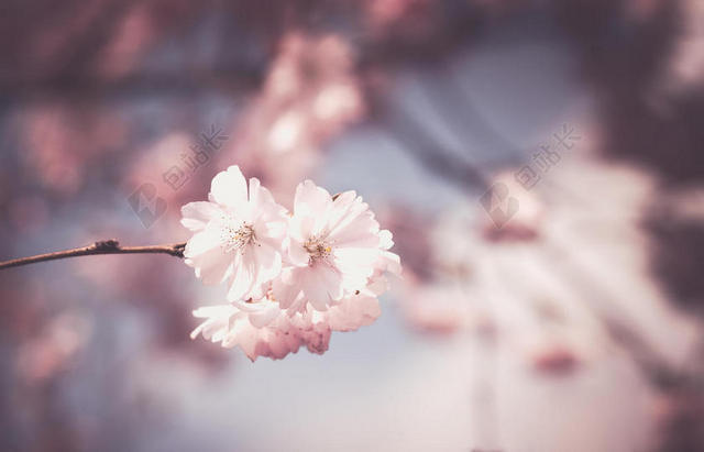 粉白植物美丽枝头上的小白花鲜花植物生长背景图片