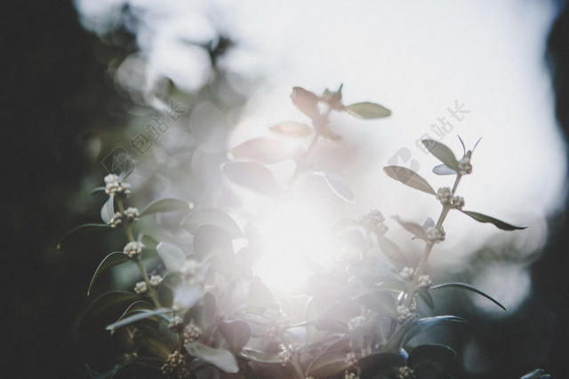 白色的桂花和阳光背景图片