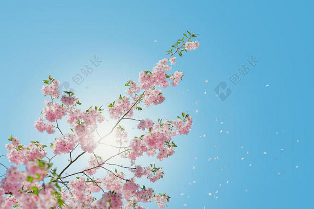 广告自然阳光下飘落的粉红色花瓣宣传背景图片