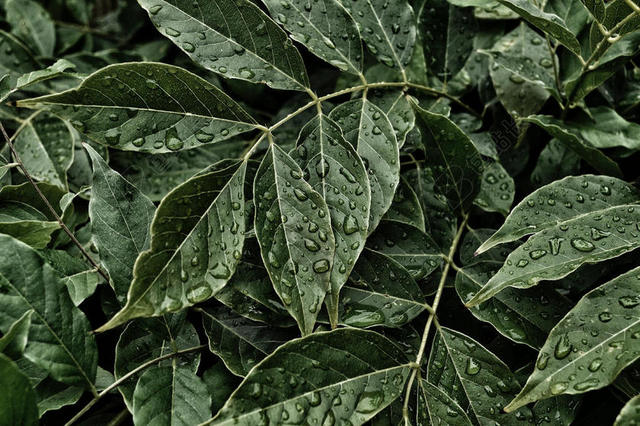 绿色树叶上的雨水背景图片