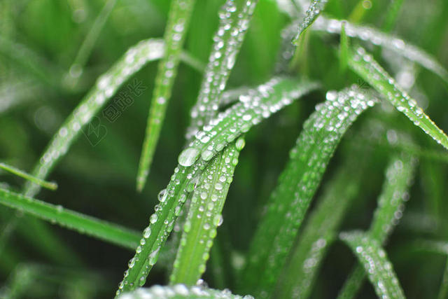摄影自然雨后布满水滴的绿叶背景图片