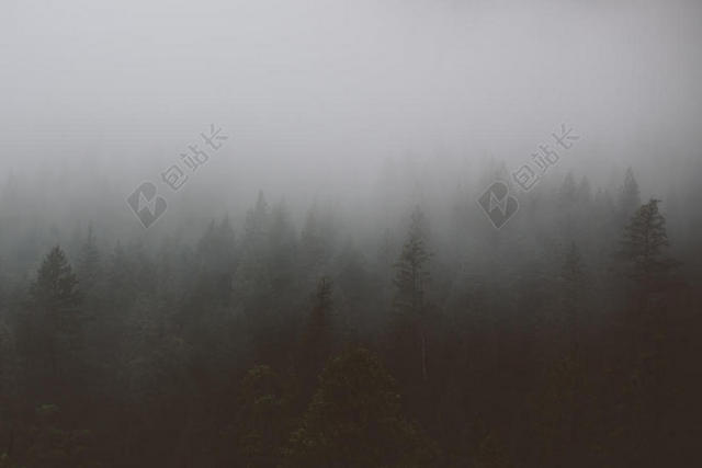 白色的云雾和森林背景图片