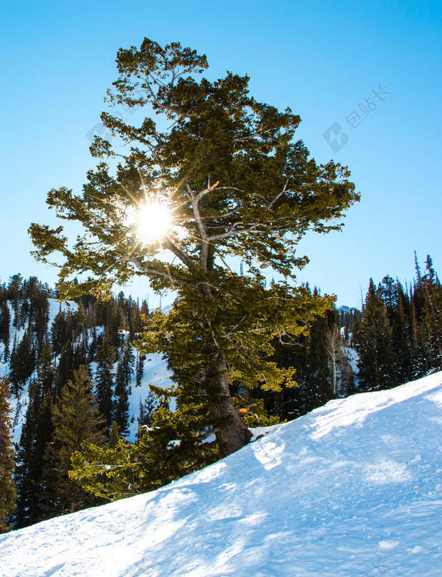 彩色自然清新蓝天下穿透大树的阳光照射在白雪上冬季雪自然背景图片
