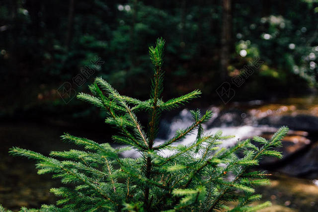 绿色植物特写绿色的溪边松树背景图片