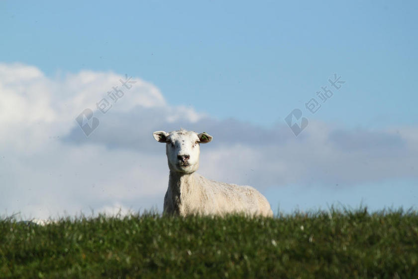 动物草场上吃草的山羊背景图片