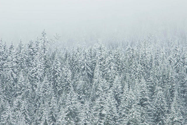 冬天白色的雪林背景图片