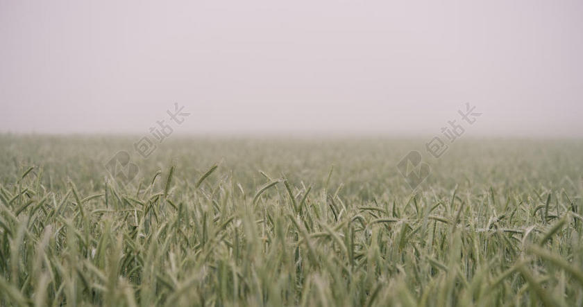 摄影农田里朦胧的庄园背景图片