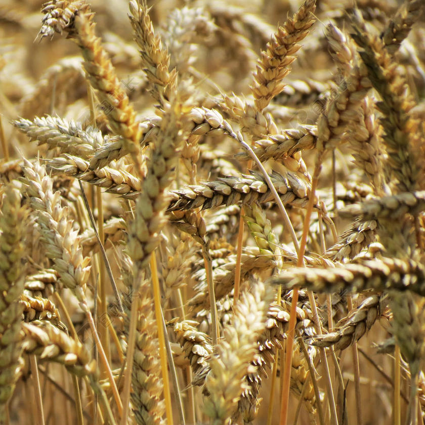 金色农业特写金色的丰收小麦背景图片
