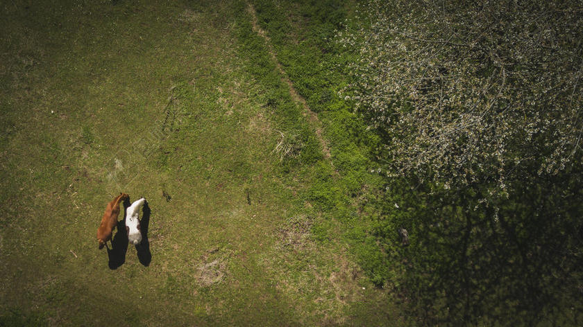摄影自然农田里的两只狗形影不离背景图片