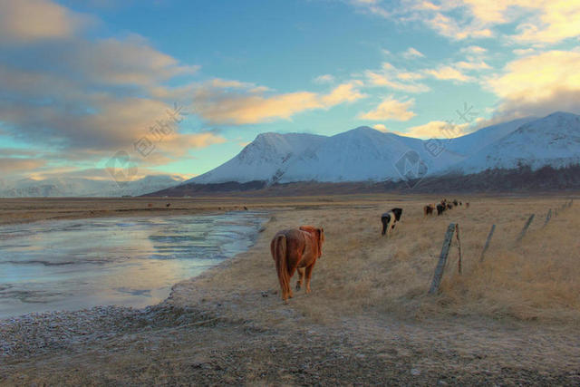 自然农业自由行走在雪山下草场上的牛群放牧牛自然背景图片