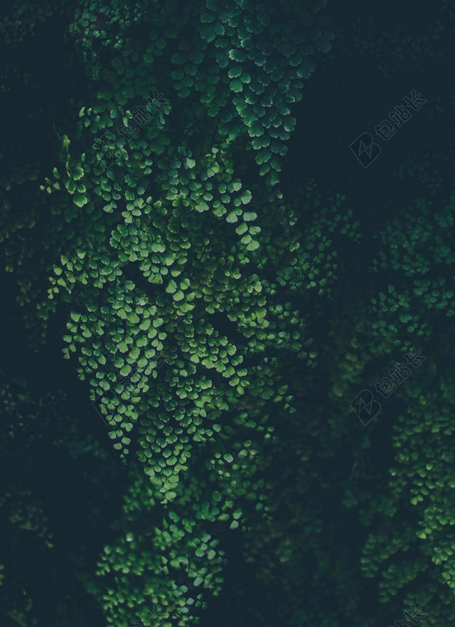 清晨绿色的森林背景图片