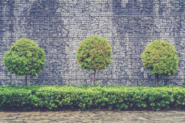 灰绿园林墙面边的大树草坪绿化道路背景图片